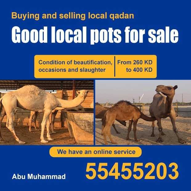 علي / مشترك بحث جديد0