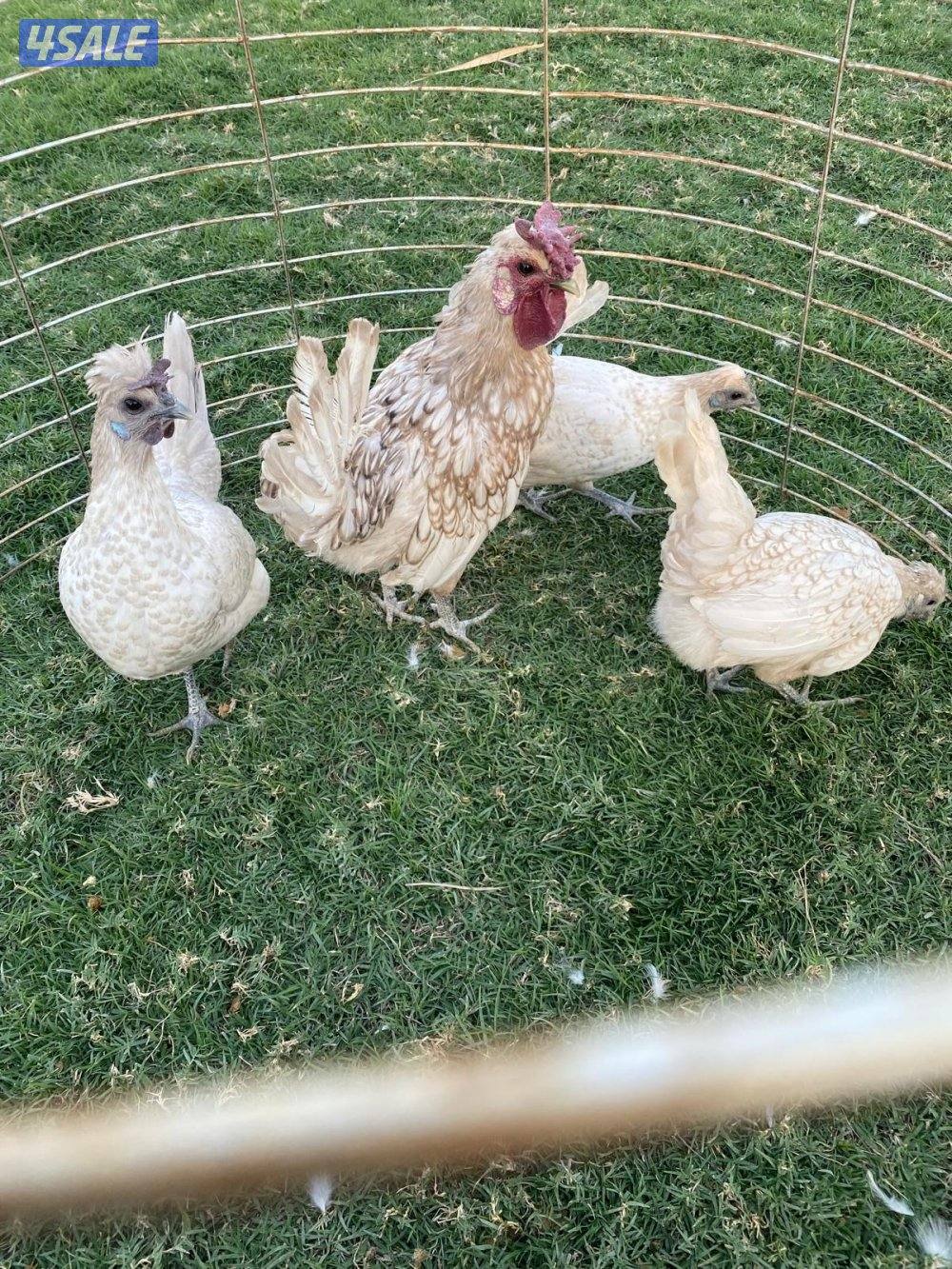 ✨للبيع مجاميع حباحب✨1