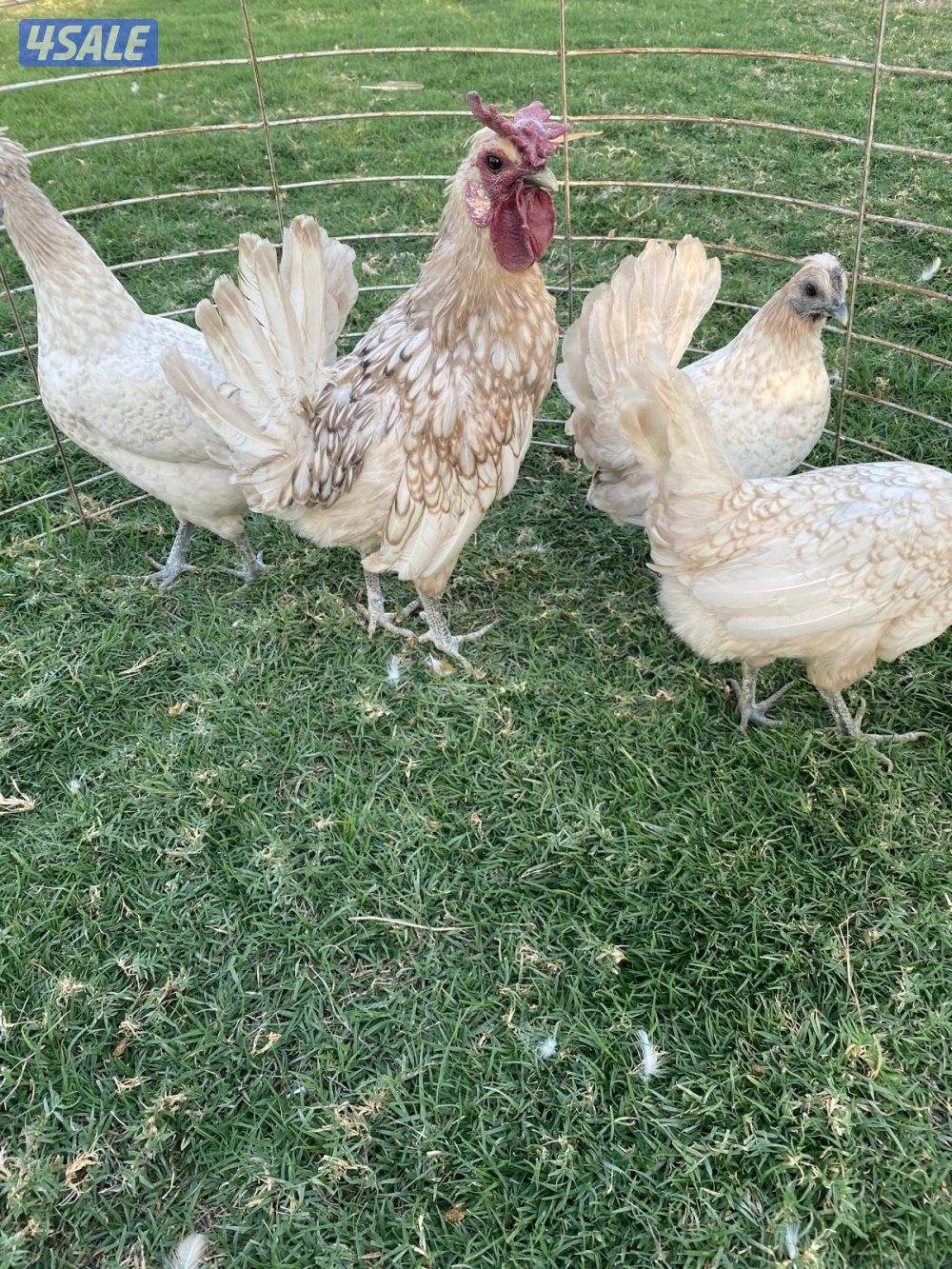 ✨للبيع مجاميع حباحب✨2