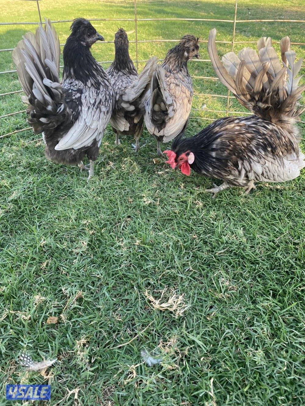 ✨للبيع مجاميع حباحب✨5