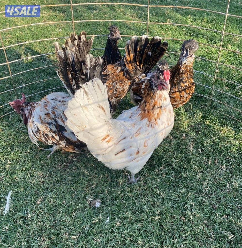 ✨للبيع مجاميع حباحب✨4