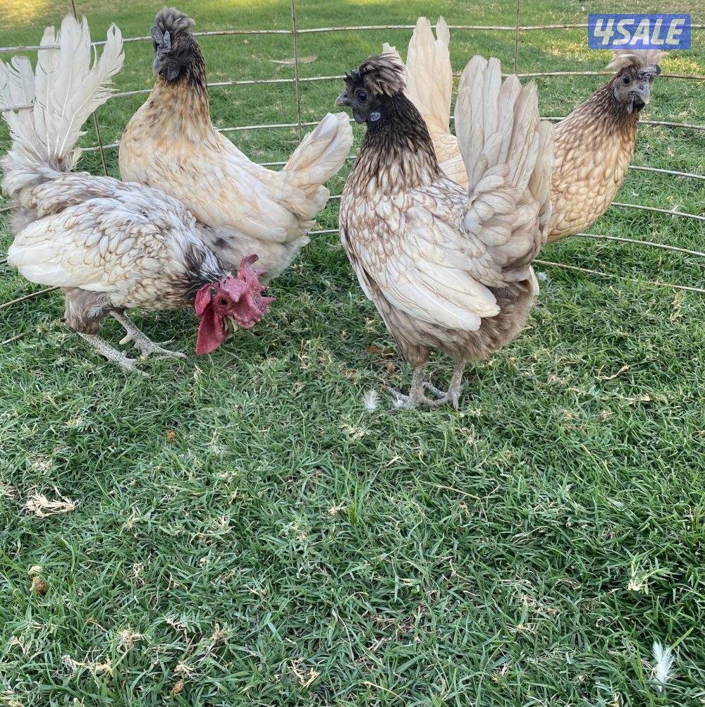 ✨للبيع مجاميع حباحب✨6