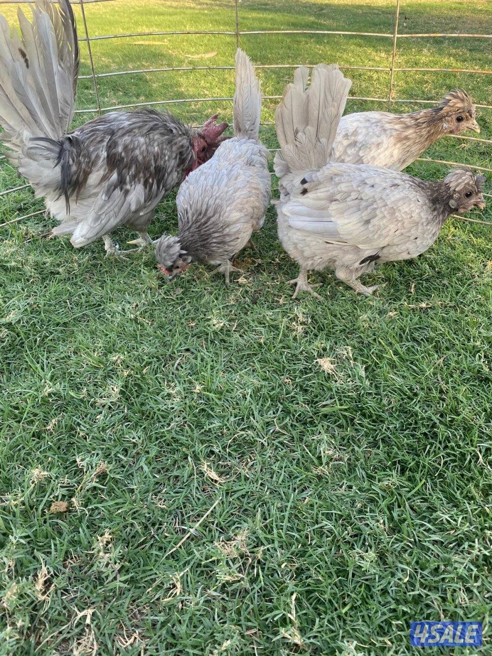 ✨للبيع مجاميع حباحب✨7