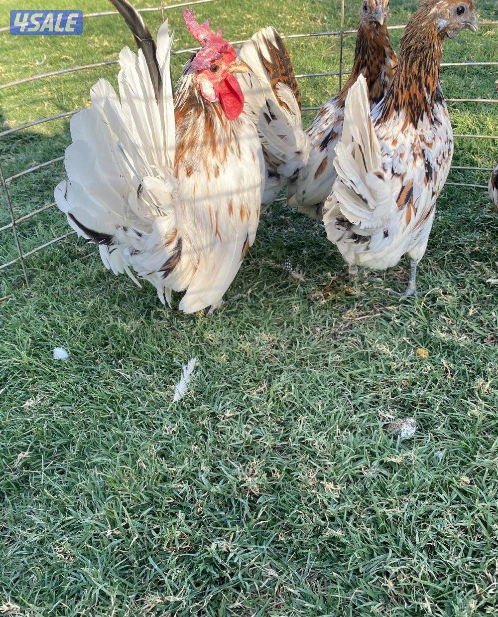 ✨للبيع مجاميع حباحب✨8