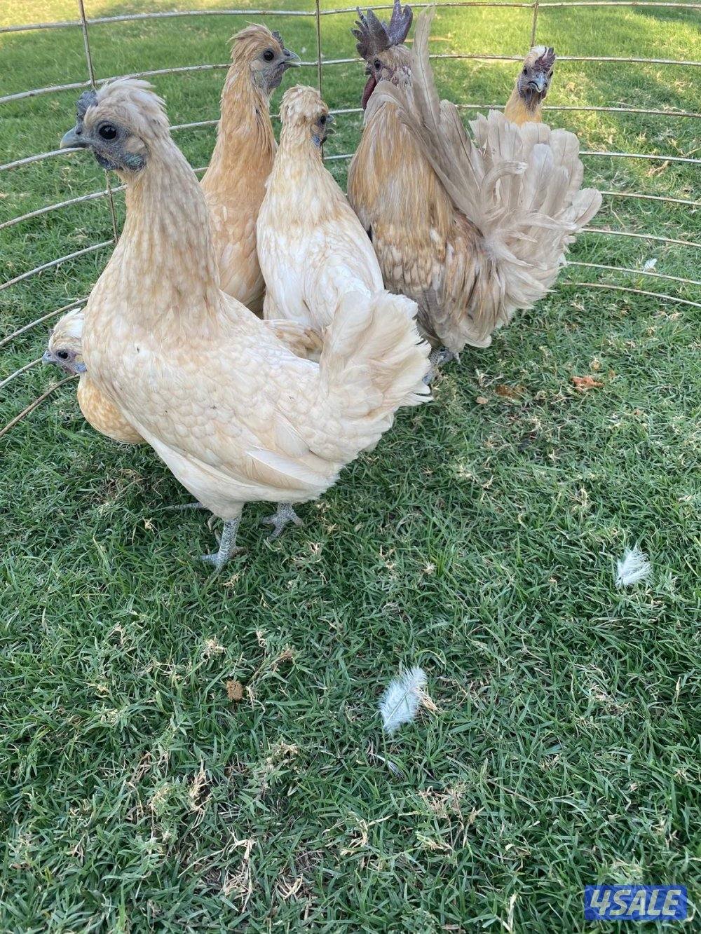 ✨للبيع مجاميع حباحب✨9