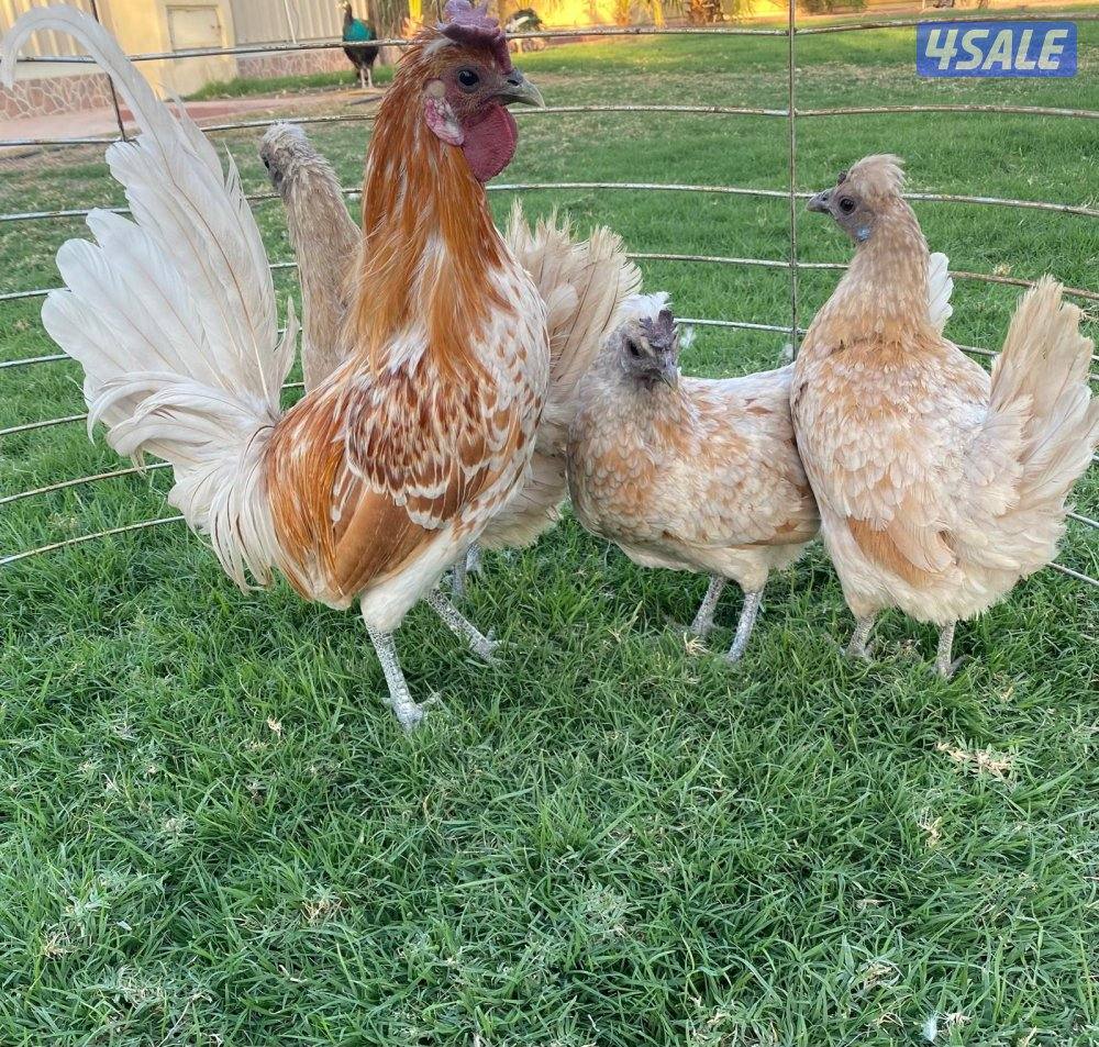 ✨للبيع مجاميع حباحب✨10