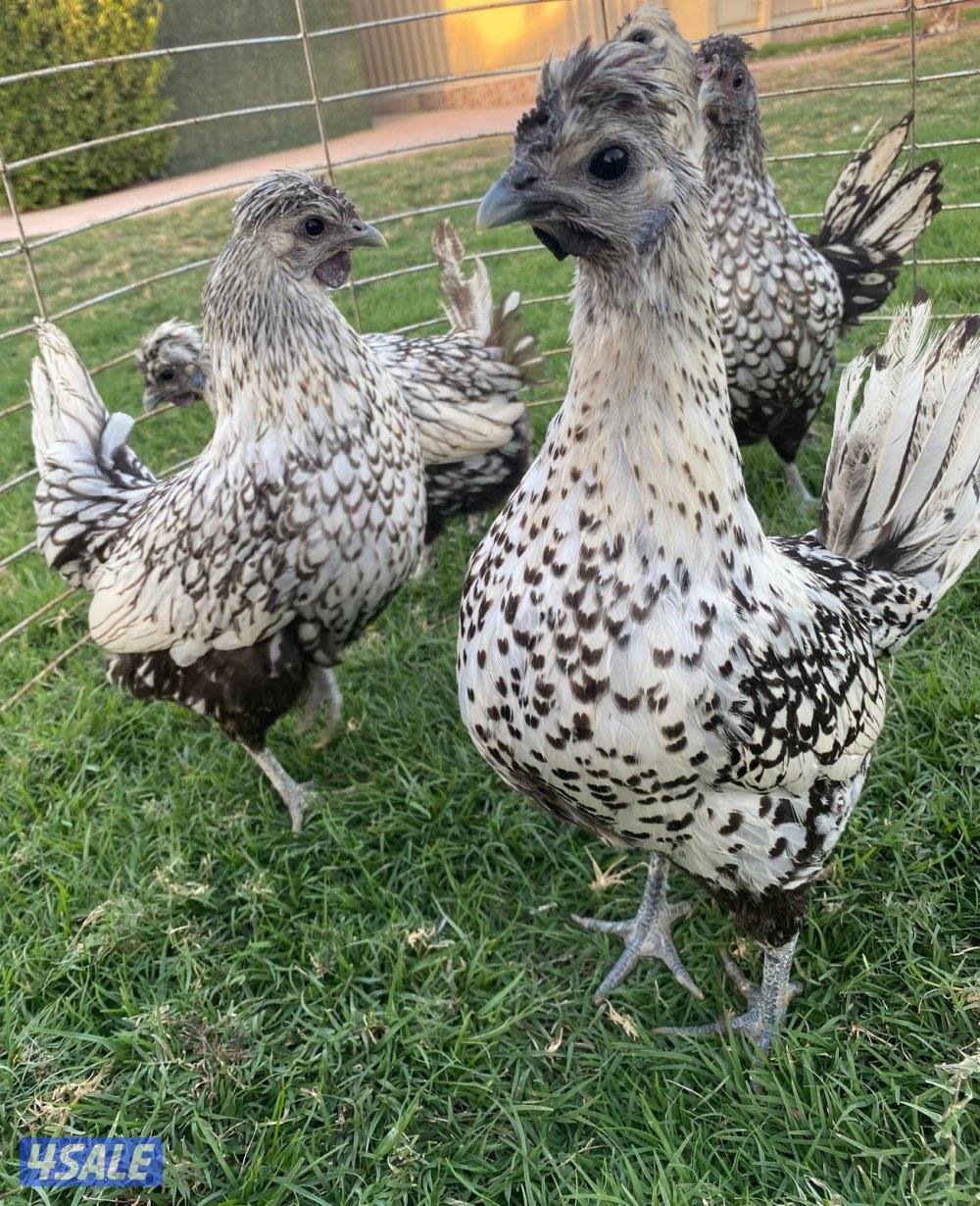 ✨للبيع مجاميع حباحب✨11