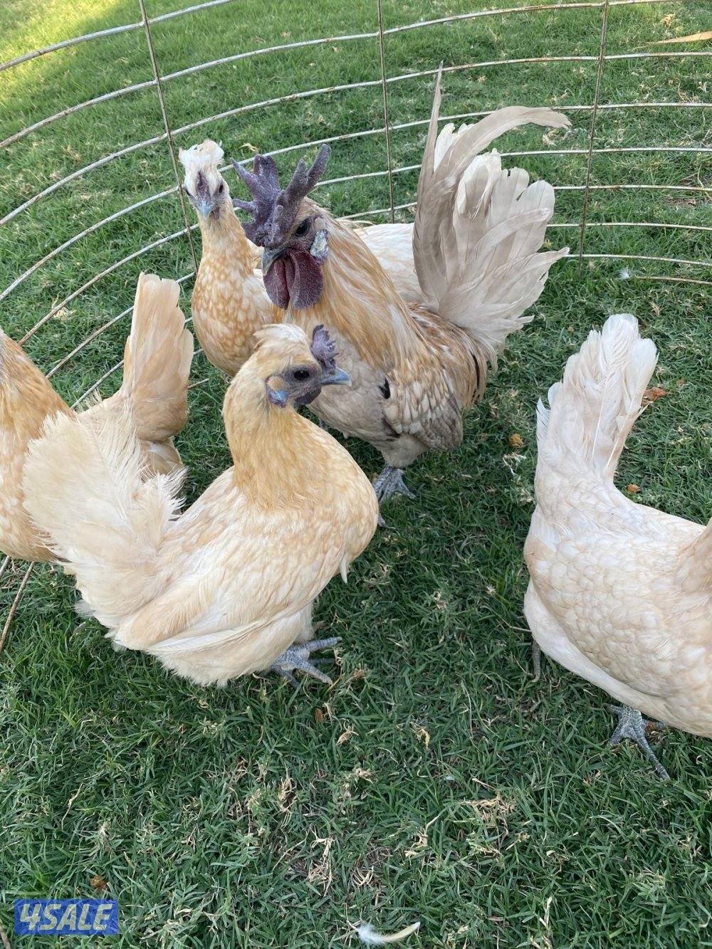 ✨للبيع مجاميع حباحب✨12