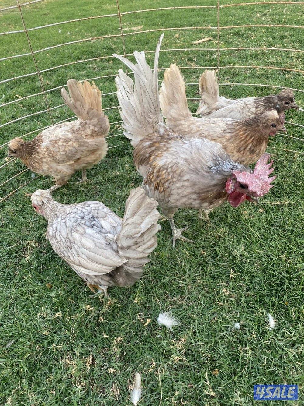 ✨للبيع مجاميع حباحب✨3