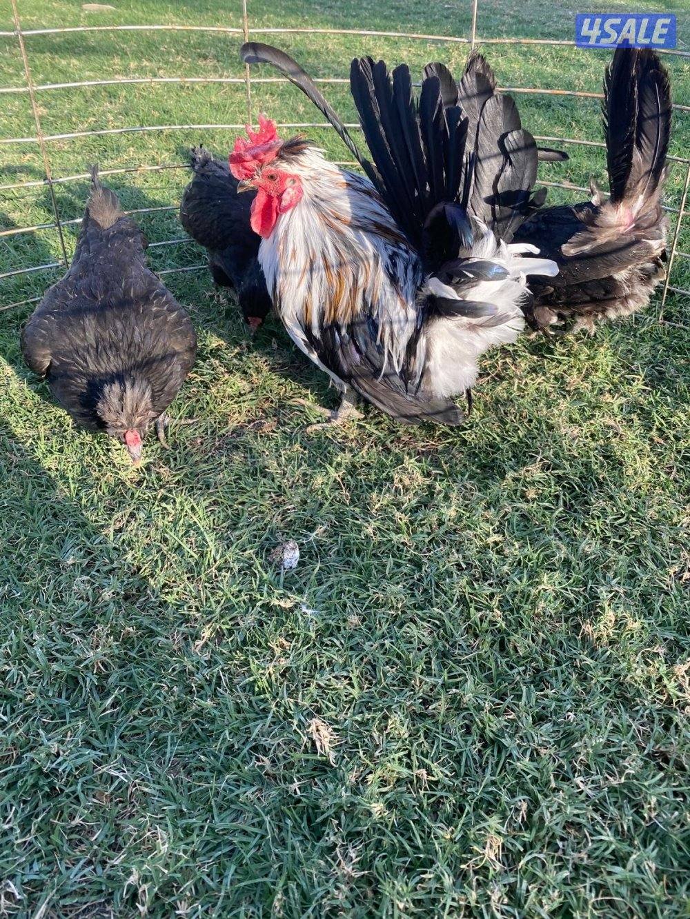 ✨للبيع مجاميع حباحب✨13