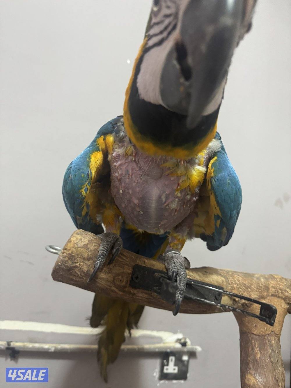 مكاو انثي ربوه الليف جدا متكلم صحته ممتازه كان يعاني من نقص املاح1