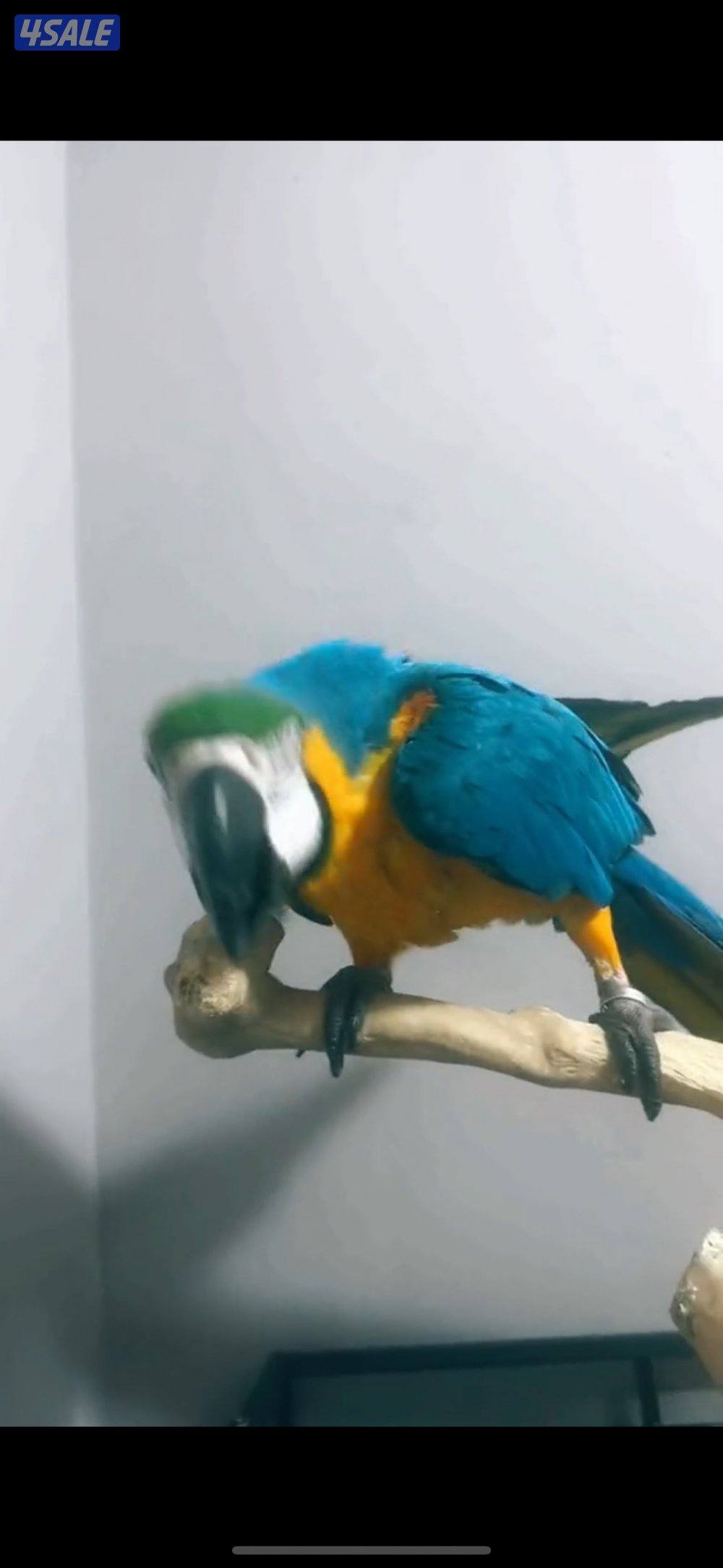 مكاو انثي ربوه الليف جدا متكلم صحته ممتازه كان يعاني من نقص املاح2