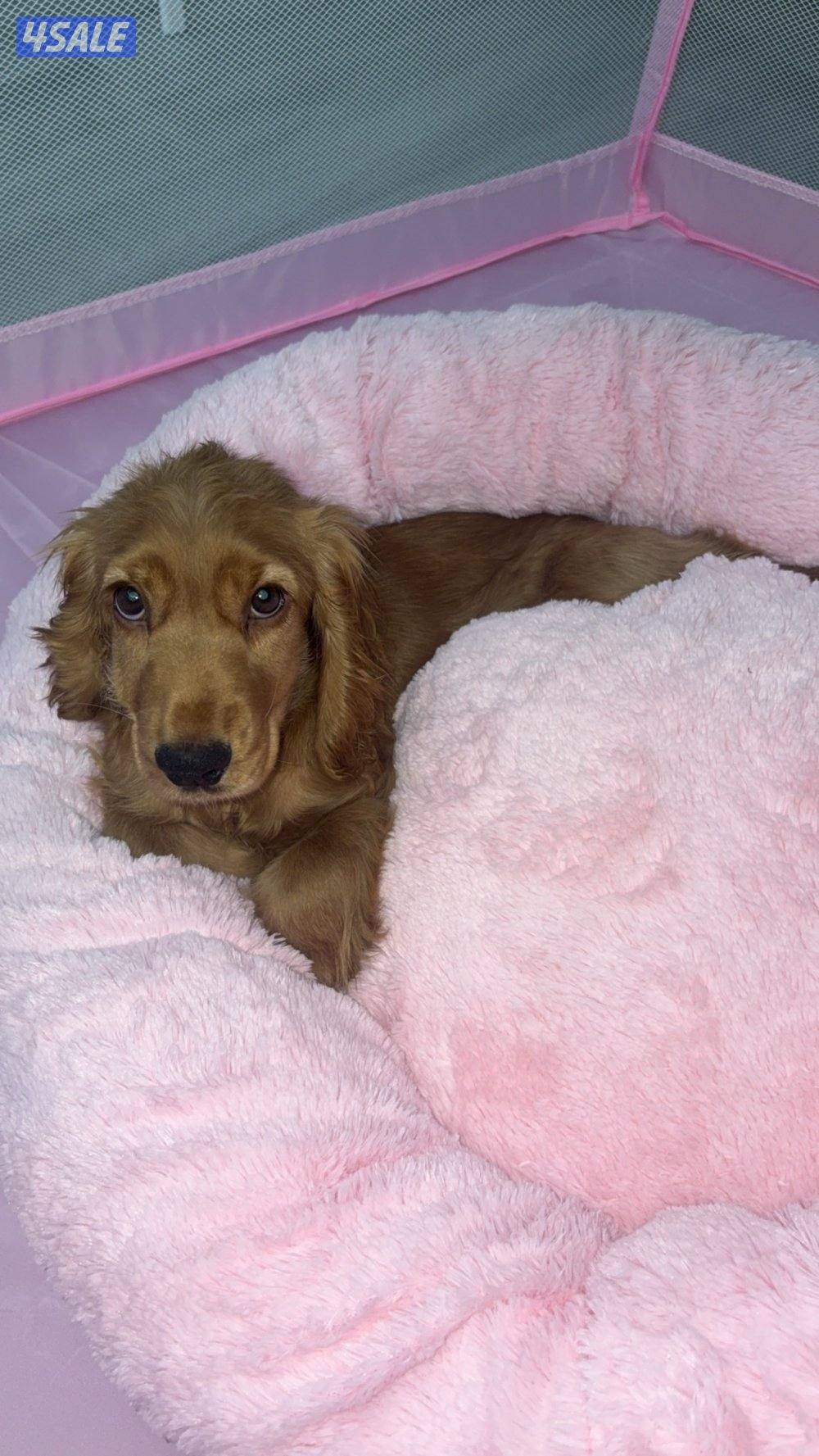 كوكر اسباني / عمره ٤شهور/ مطعم تطعيم الأول / مع جوازه والشريحه0