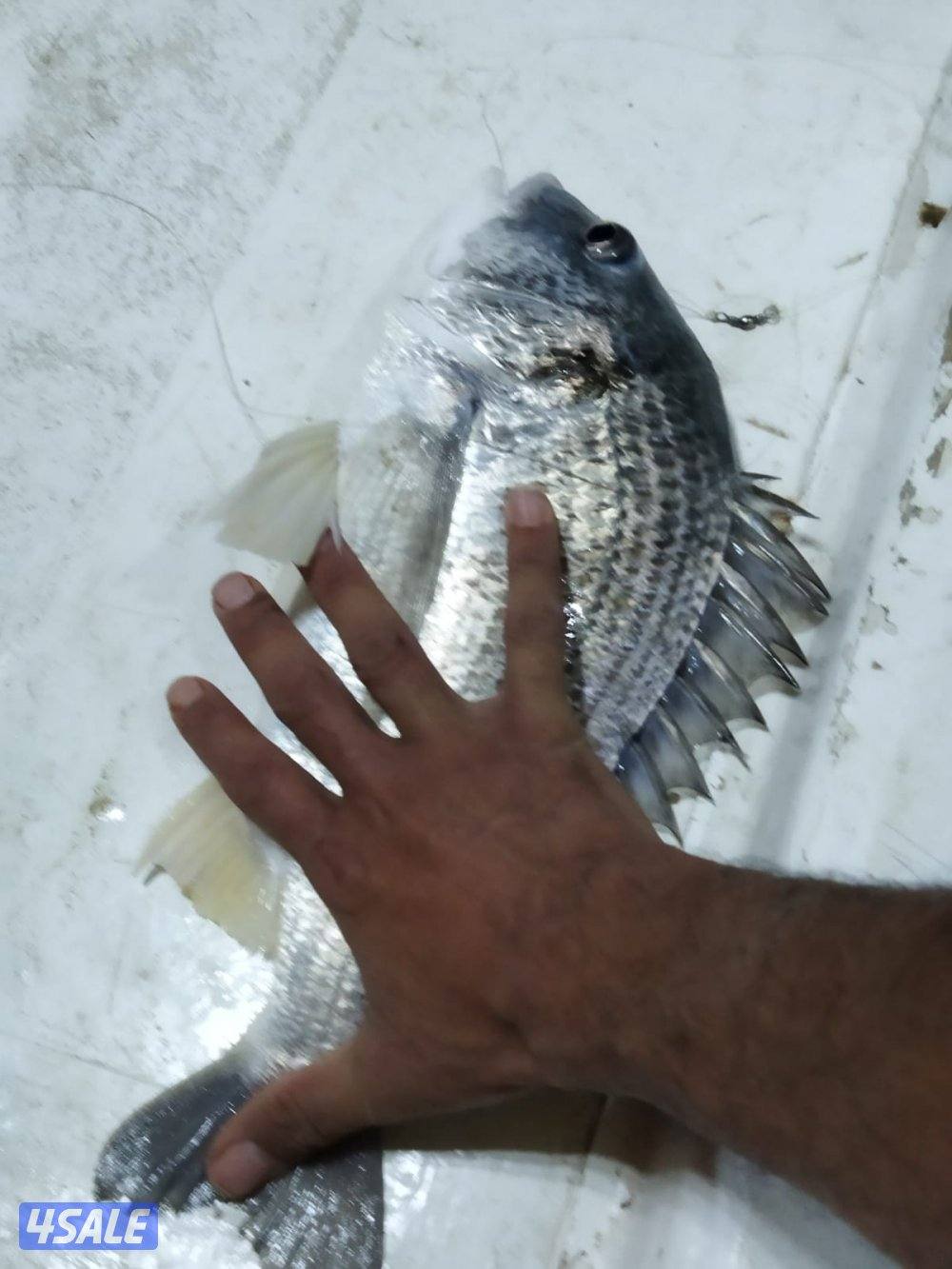 للإيجار طراريد حداق وتوصيل فيلكا6