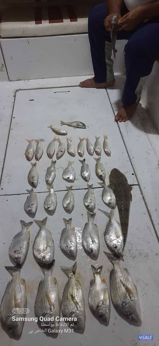 للإيجار طراريد حداق وتوصيل فيلكا7