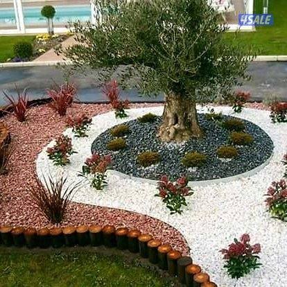 زراع مصرى زراعه جميع انواع الأشجار والورود وعمل صيانه للحدائق بدقه6