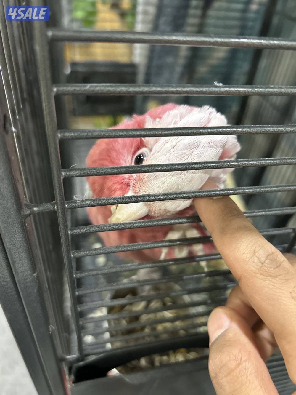 قالا كوكاتو0