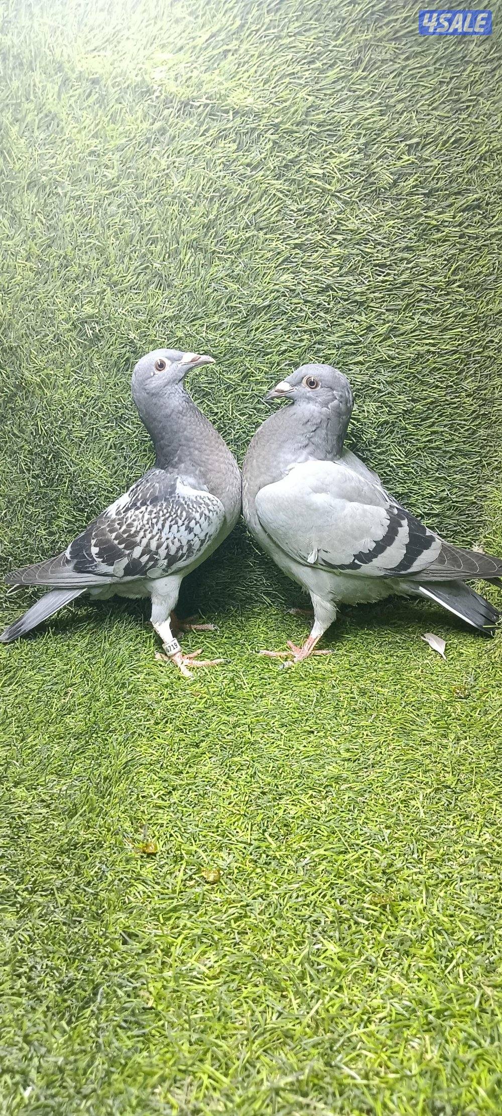 زواجل موليمنز وثلجى واكتاف وهومر1