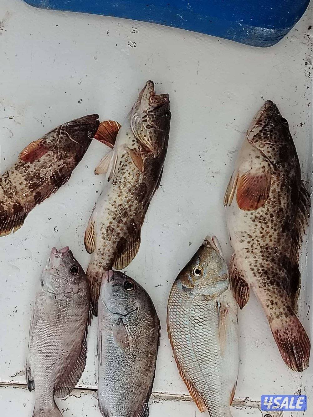 تاجير طراد1