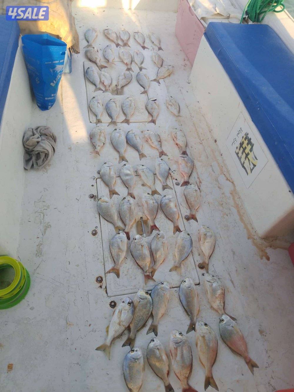 تاجير طراد2