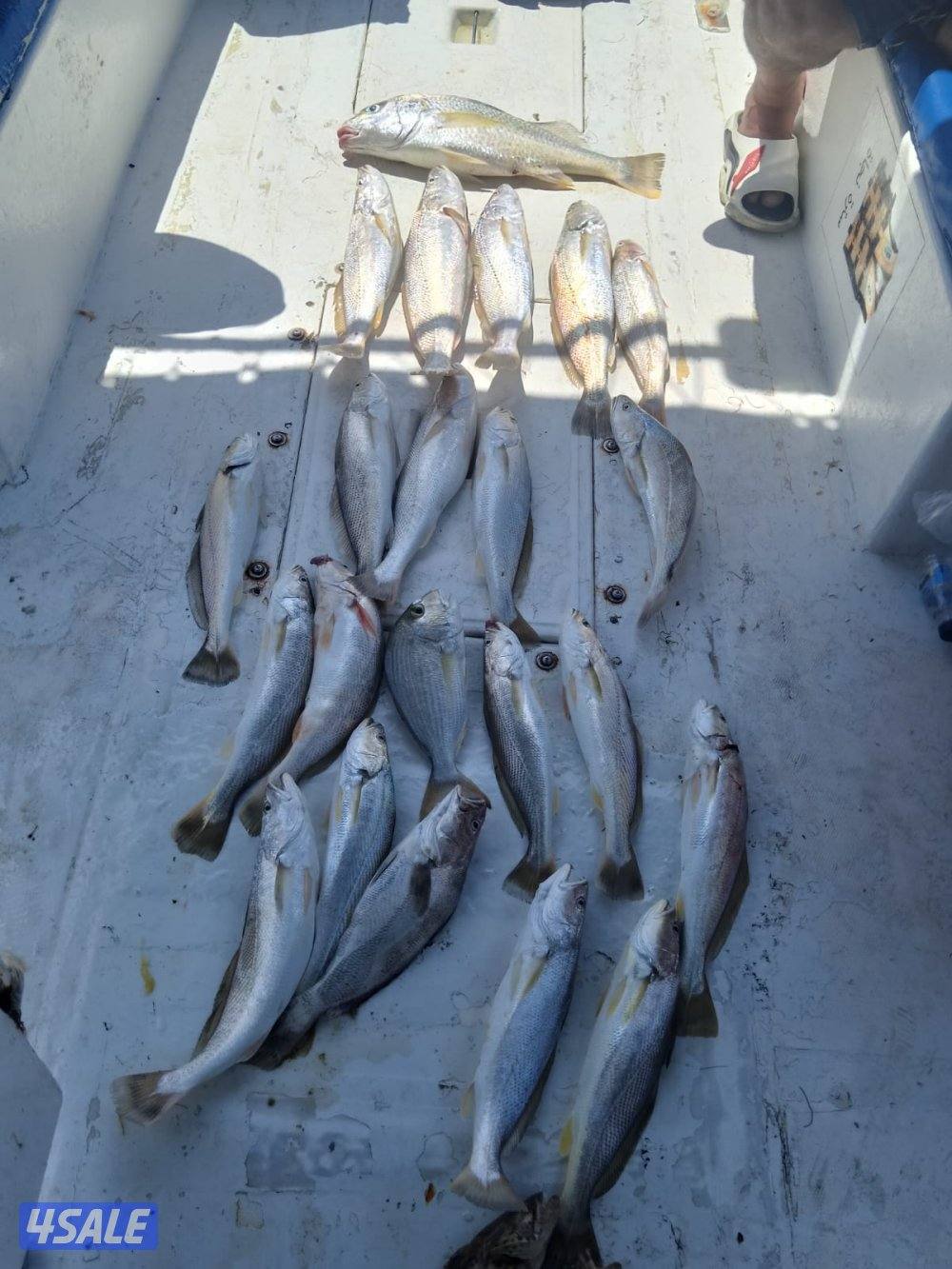 تاجير طراد4