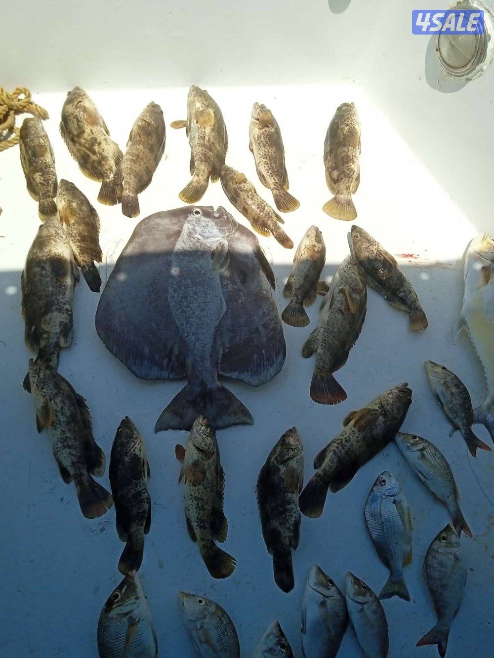 تاجير طراد5