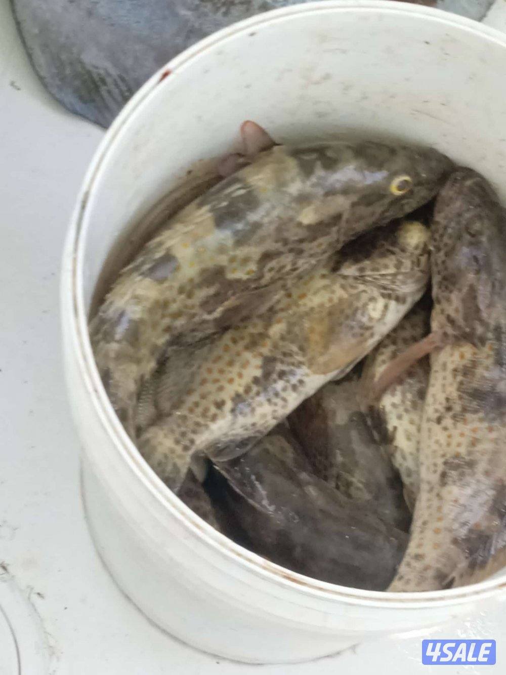 تاجير طراد6