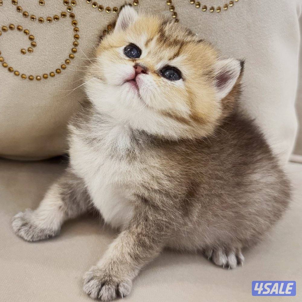 Buy cats in Kuwait on 4Sale for the best (page: 1)