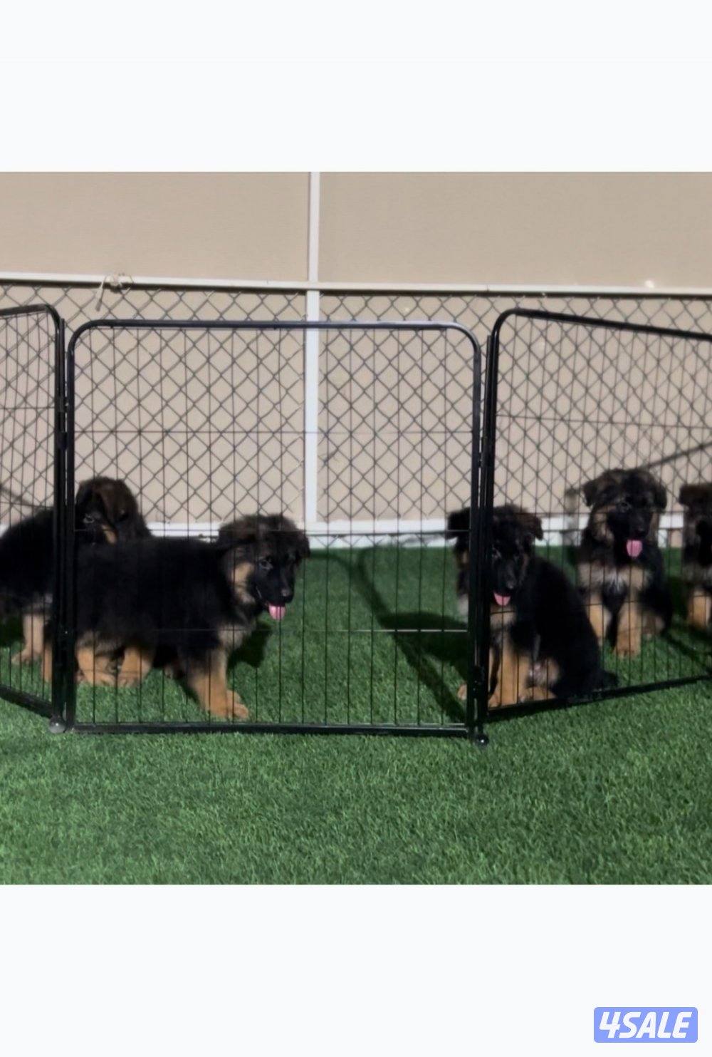 فندق خاص للكلاب2