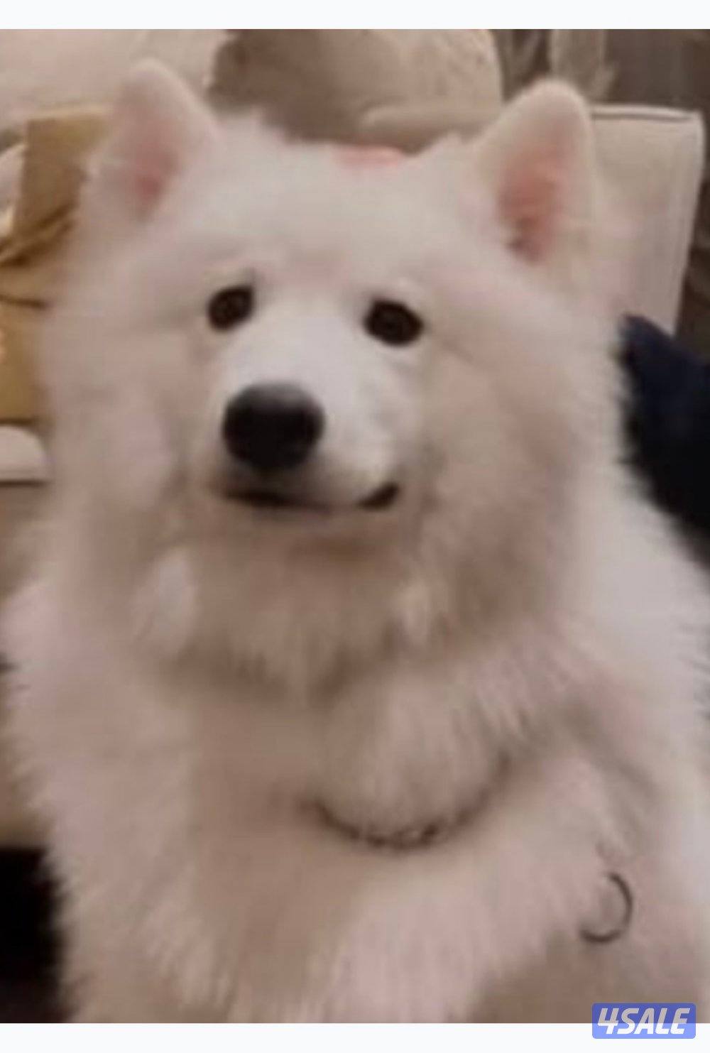 فندق خاص للكلاب5