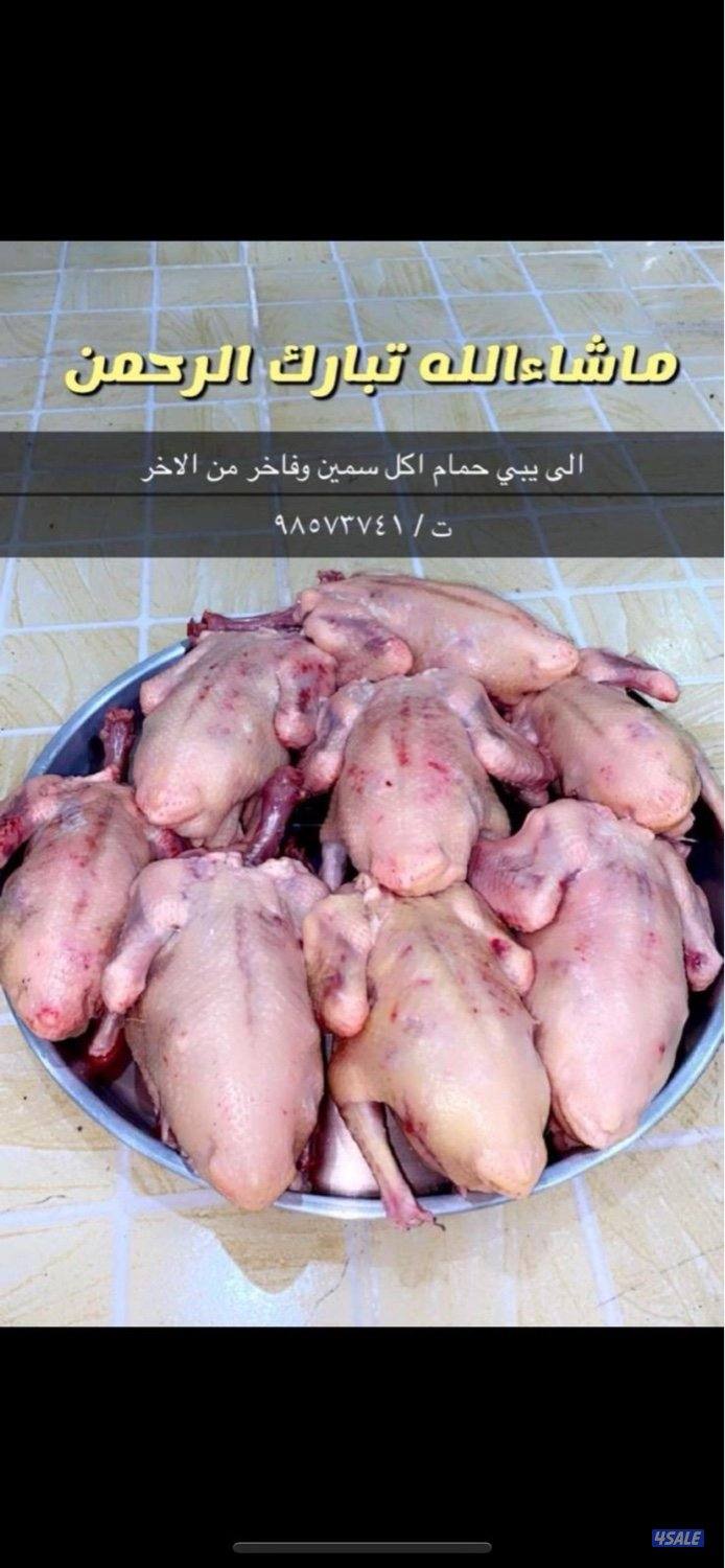 فروخ زاجل العبدلي0