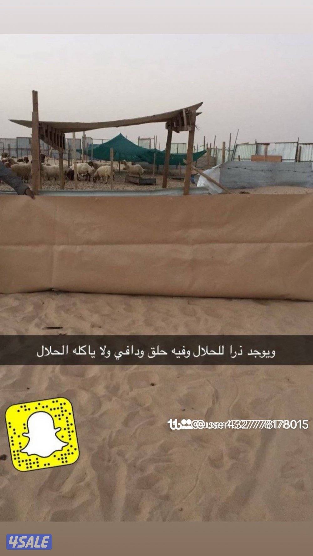 خيام الجيش الامريكي وطرابيل وذريات5