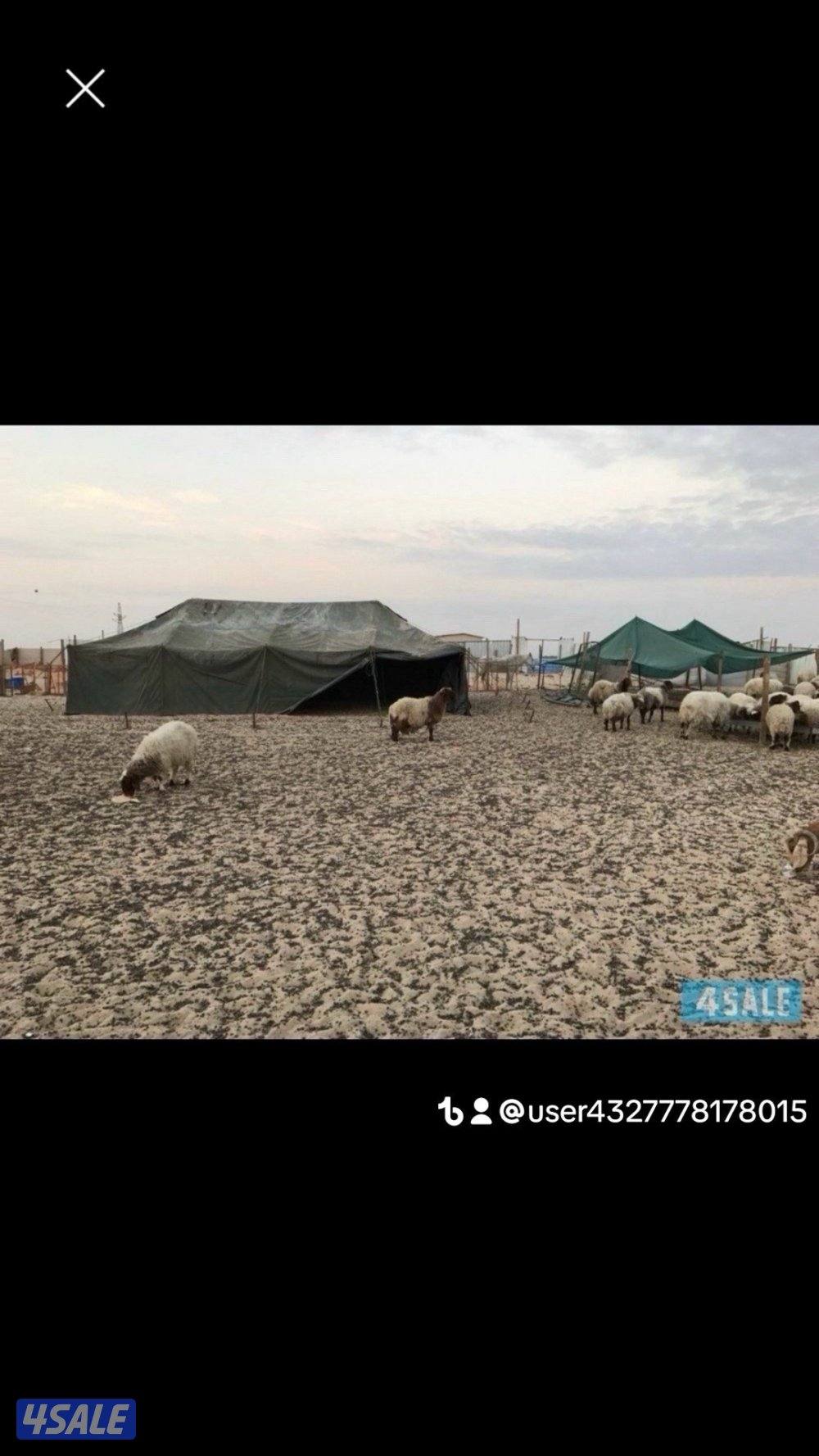 خيام الجيش الامريكي وطرابيل وذريات10