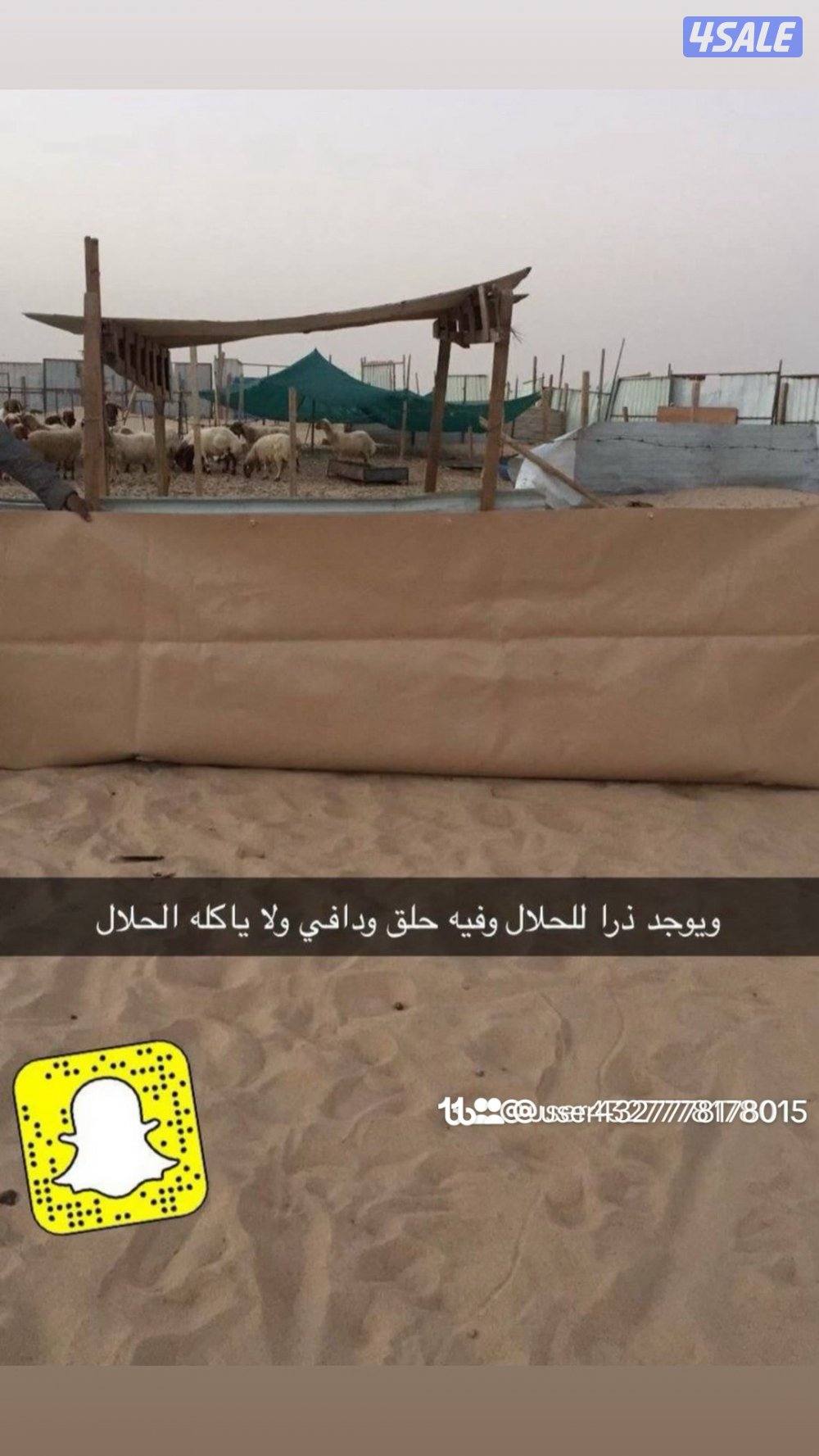 خيام وطرابيل وذريات7