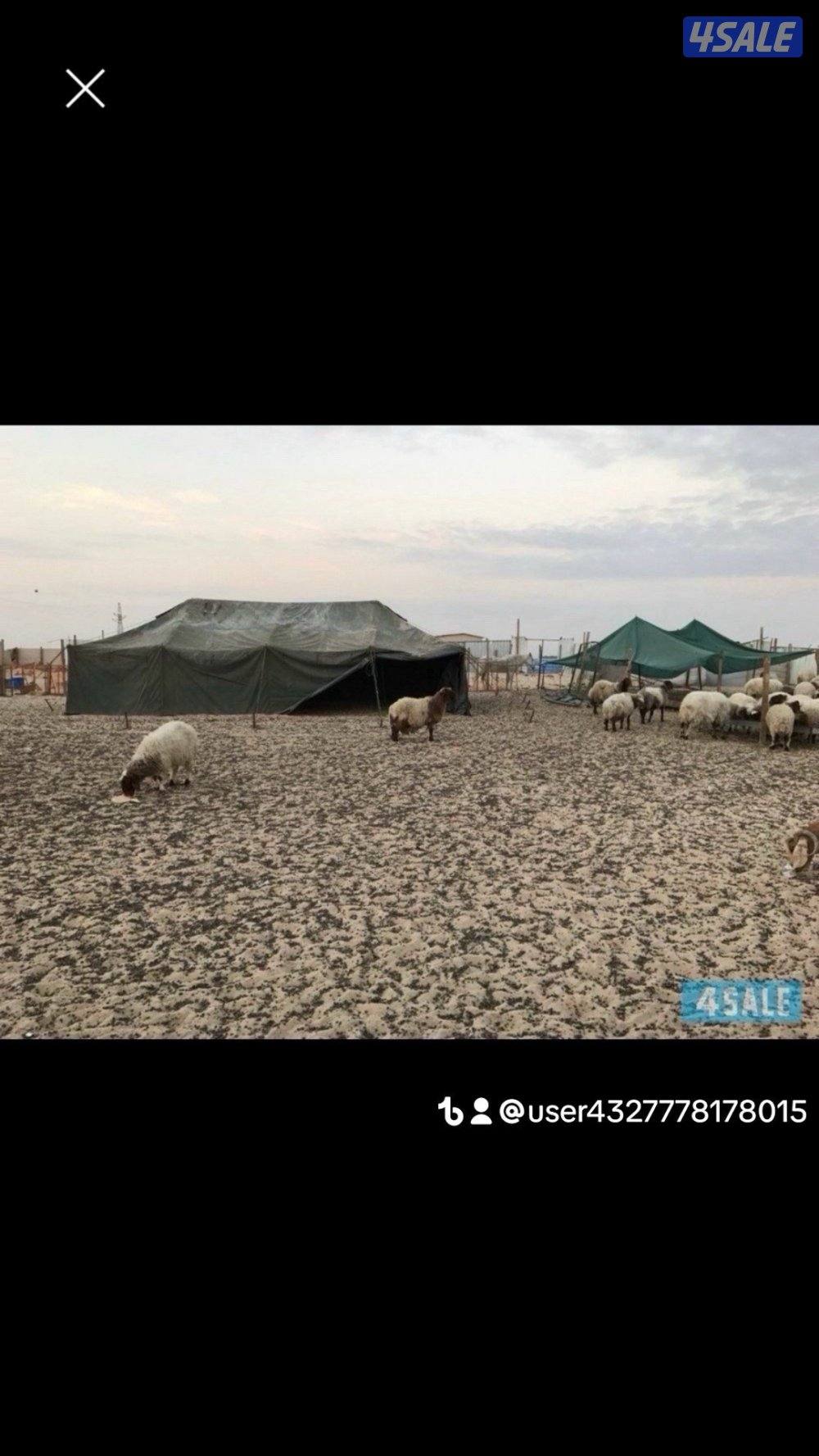 خيام وطرابيل وذريات10