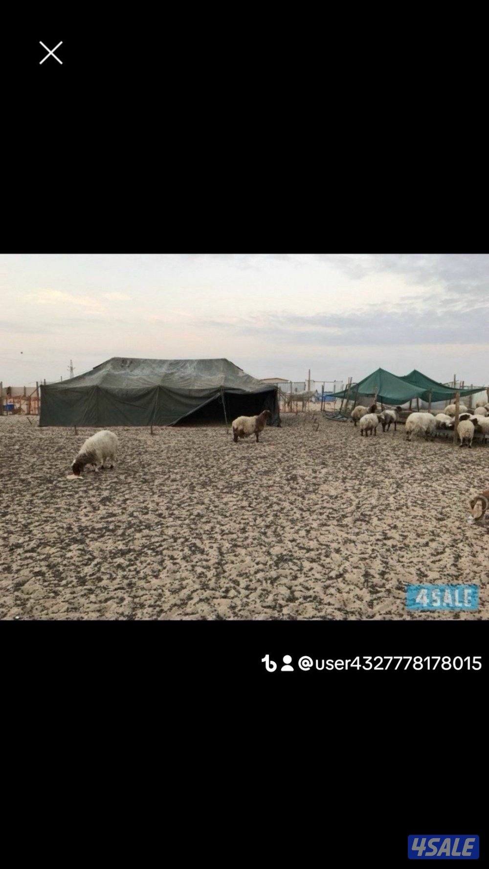 خيام الجيش الامريكي وطرابيل وذريات9