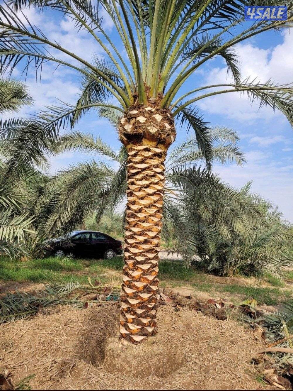 نخيل اهوازي شيل وزراعة وتنظيف وجميع مستلزمات النخيل3