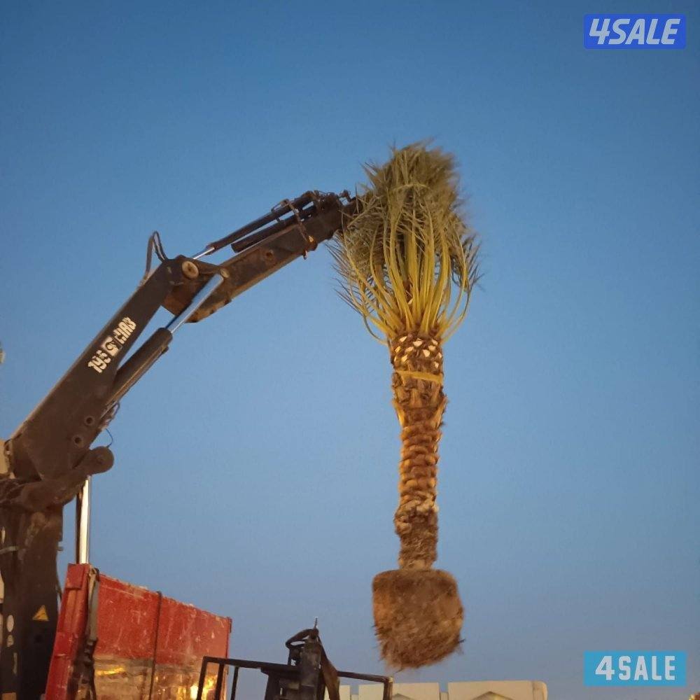 نخيل اهوازي شيل وزراعة وتنظيف وجميع مستلزمات النخيل4