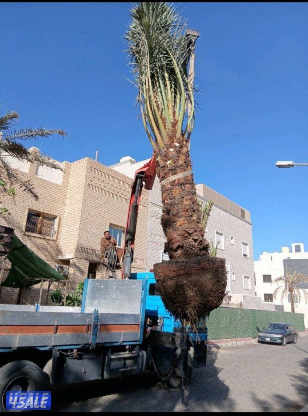 نخيل اهوازي شيل وزراعة وتنظيف وجميع مستلزمات النخيل0