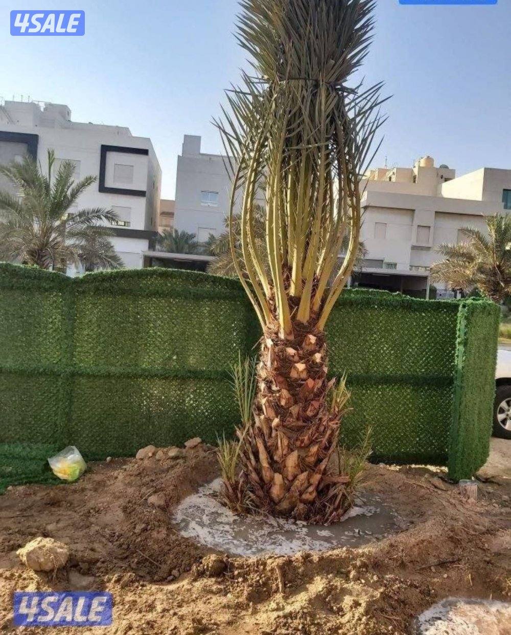 نخيل اهوازي شيل وزراعة وتنظيف وجميع مستلزمات النخيل1