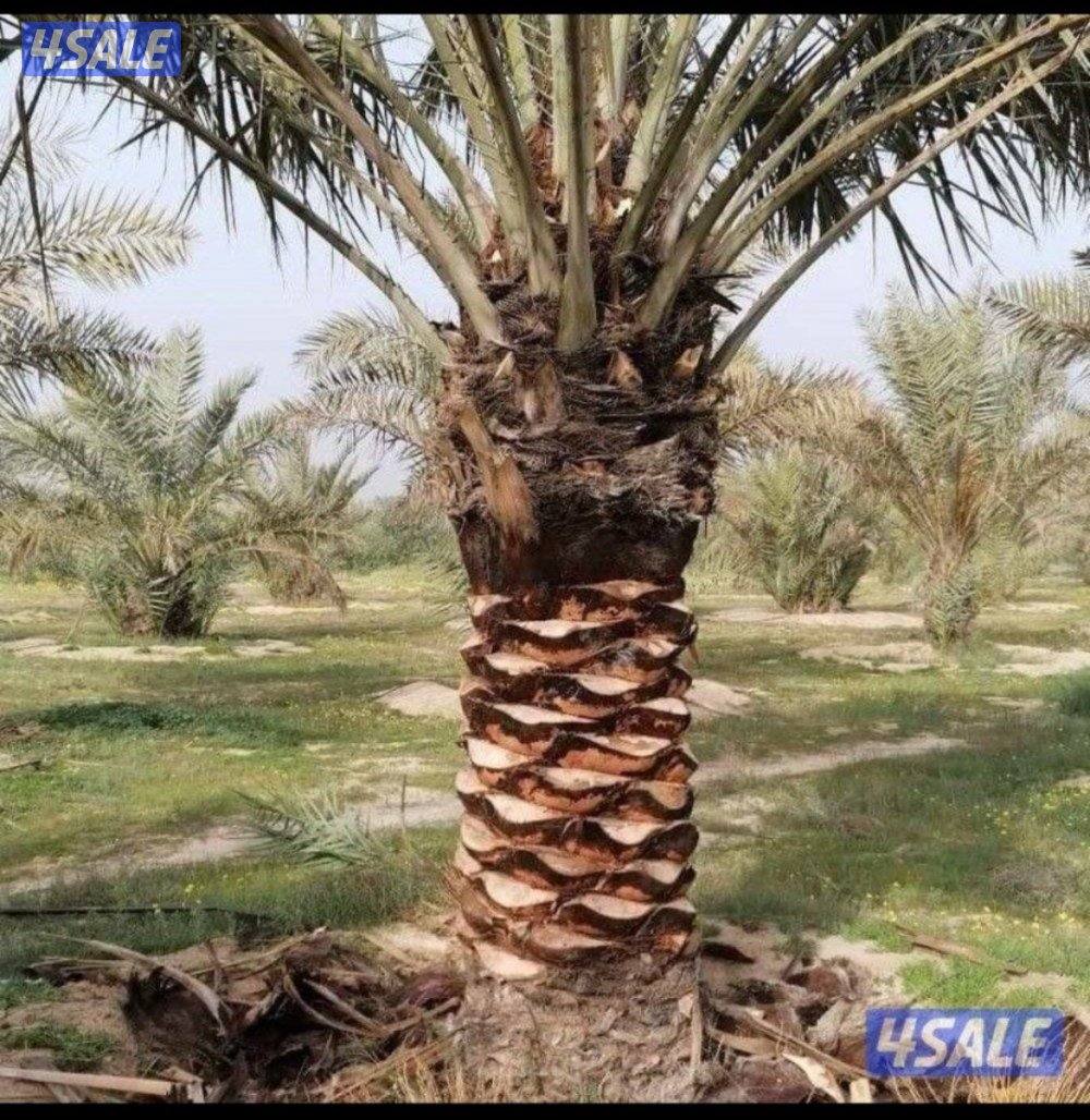 نخيل اهوازي شيل وزراعة وتنظيف وجميع مستلزمات النخيل2