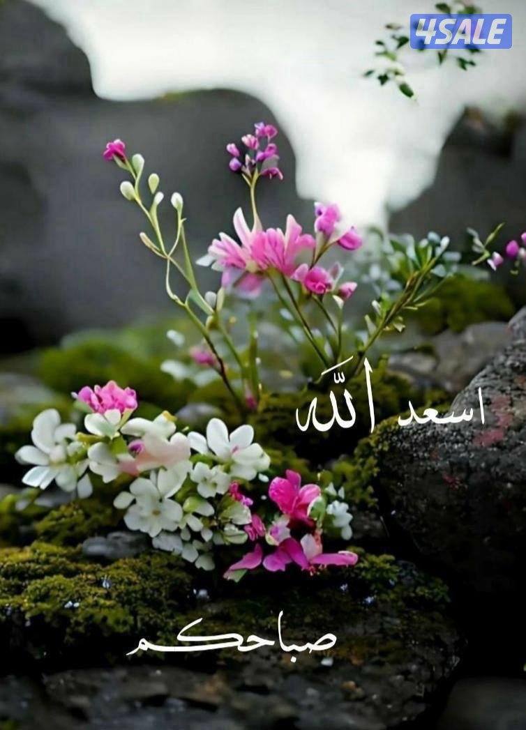 للإيجار دور عبدالله المبارك غرب الجليب ق6 سوبرديلوكس0