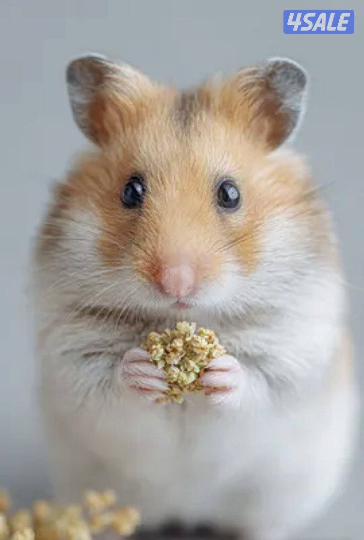 هامستر سوري & غيني بيغ 🐹💕 Syrian Hamster4