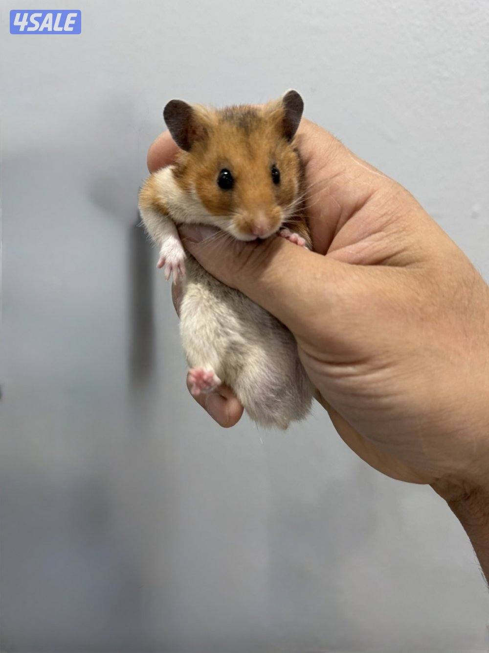 هامستر سوري & غيني بيغ 🐹💕 Syrian Hamster1