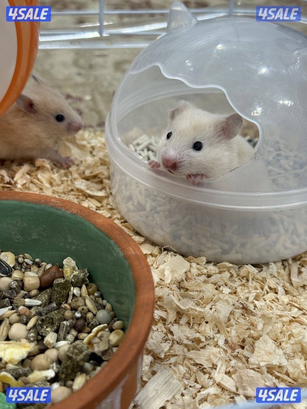 هامستر سوري & غيني بيغ 🐹💕 Syrian Hamster0