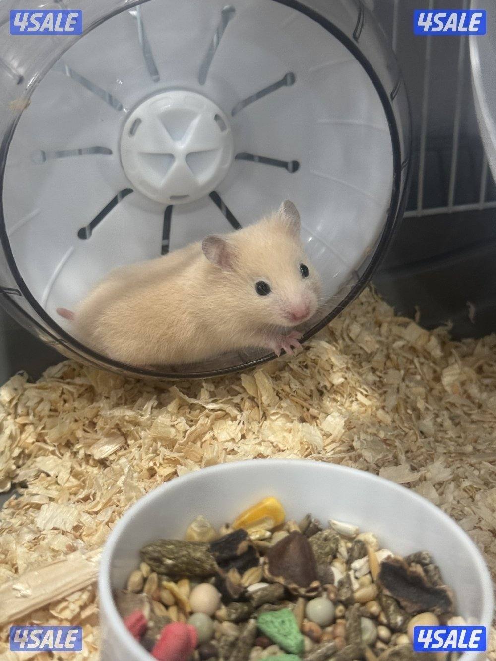 هامستر سوري & غيني بيغ 🐹💕 Syrian Hamster3