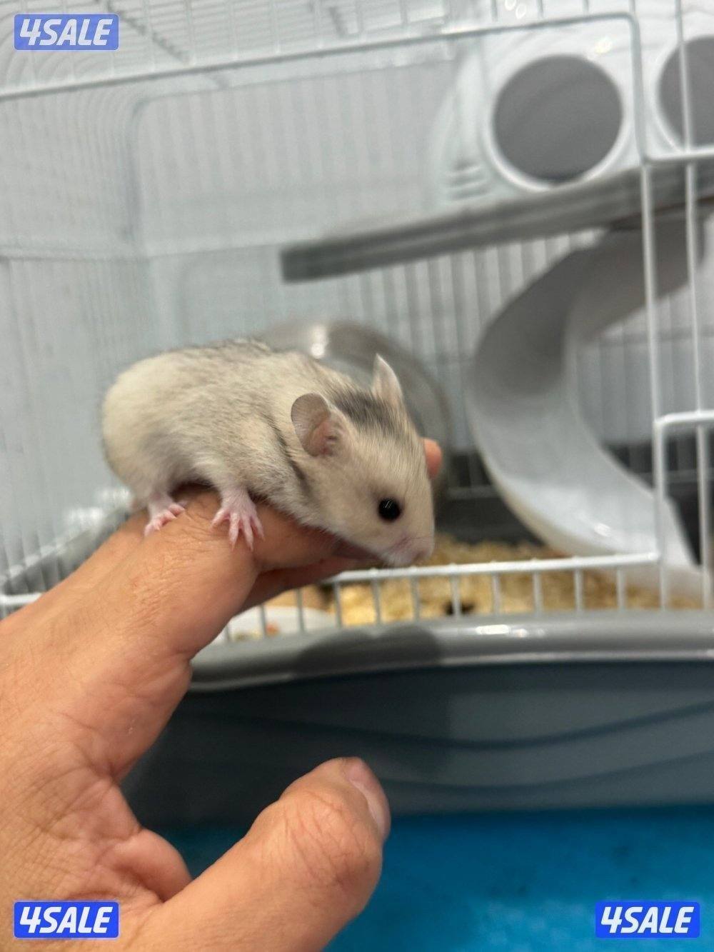 هامستر سوري & غيني بيغ 🐹💕 Syrian Hamster2