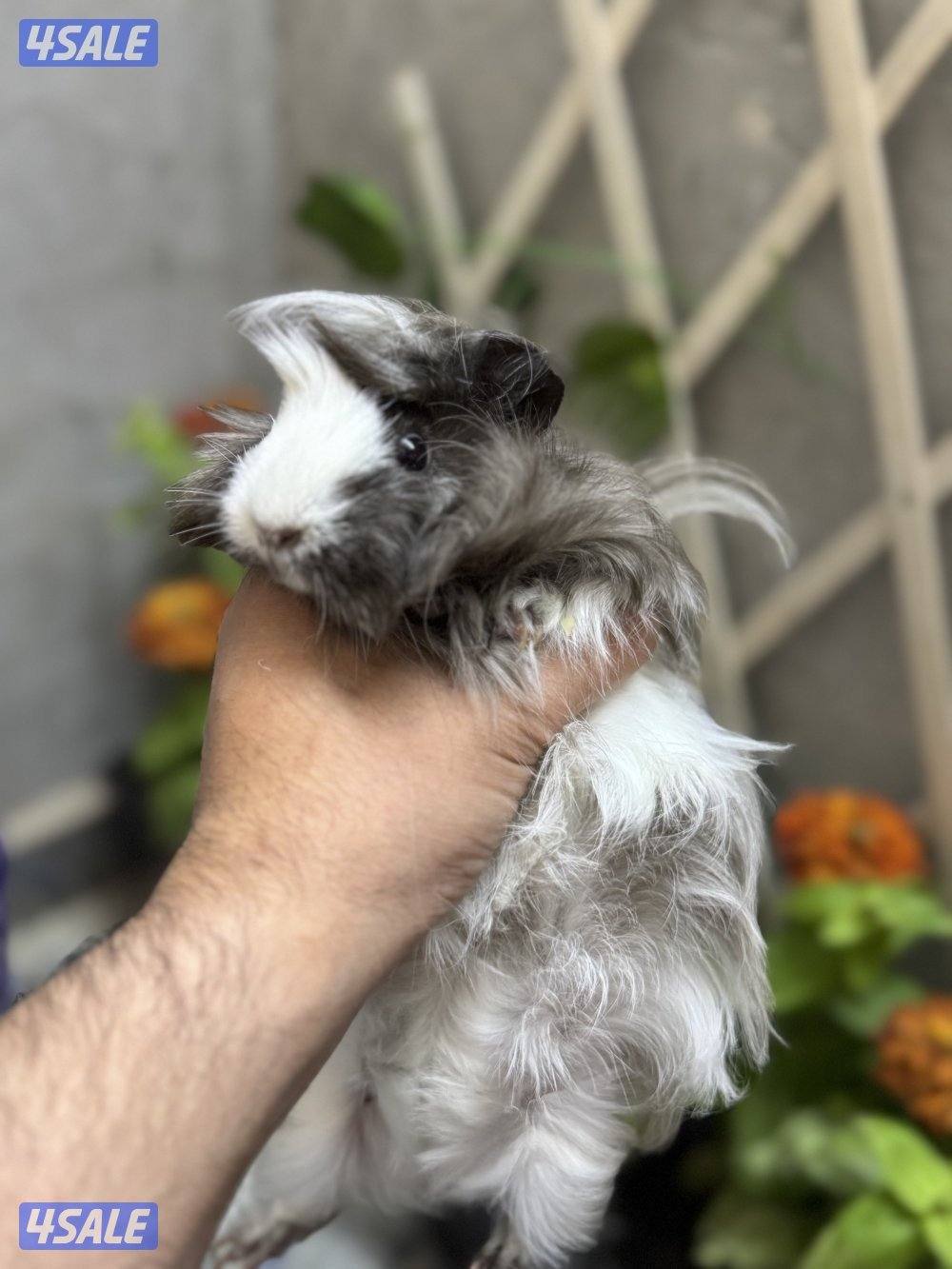 هامستر سوري & غيني بيغ 🐹💕 Syrian Hamster8