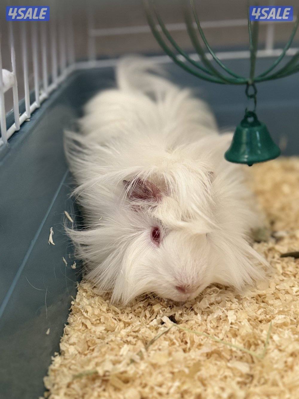 هامستر سوري & غيني بيغ 🐹💕 Syrian Hamster6