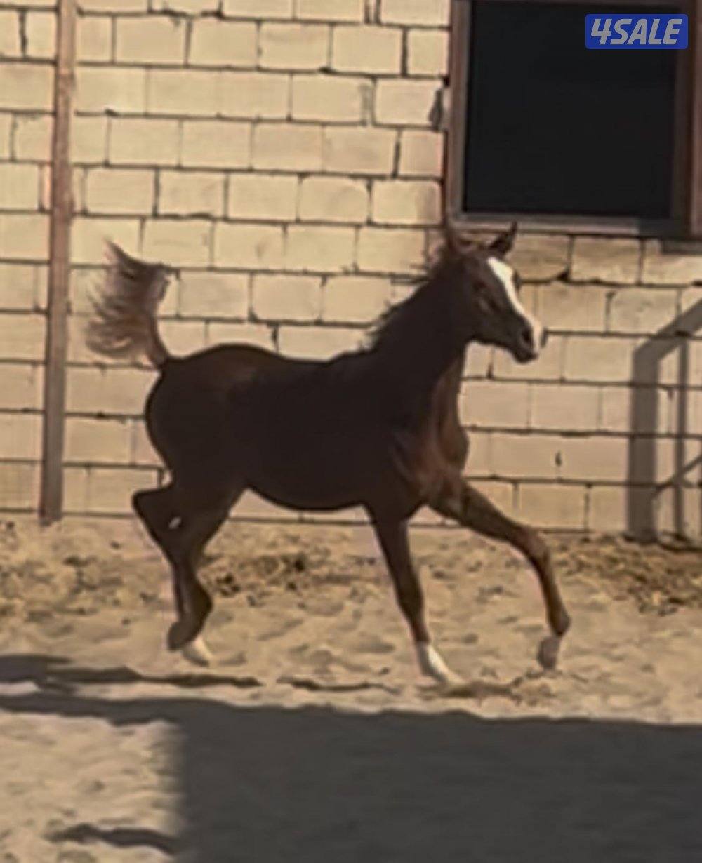 للبيع مهر عربي1